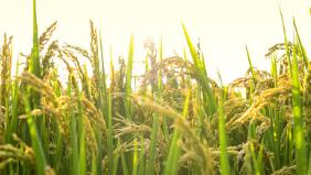 ڣعɹɶһЭת5.03%ɷ